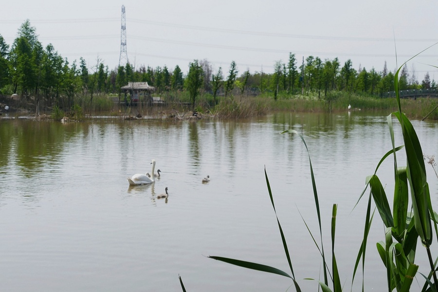 杭州湾湿地公园 (共p)
