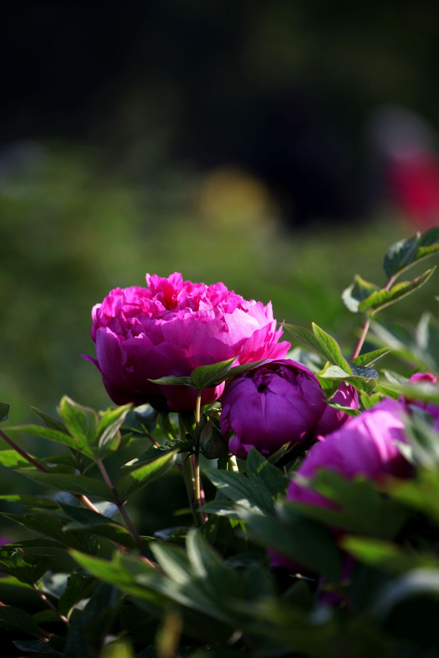 牡丹花开,闻香古城