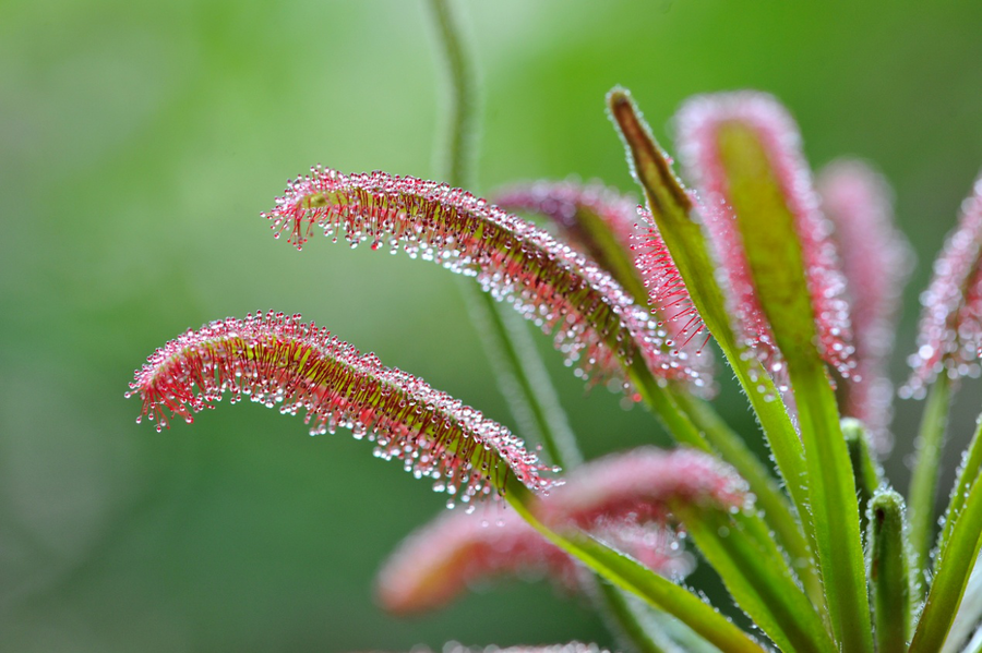 小花小草的节奏