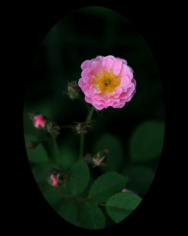 蔷薇花