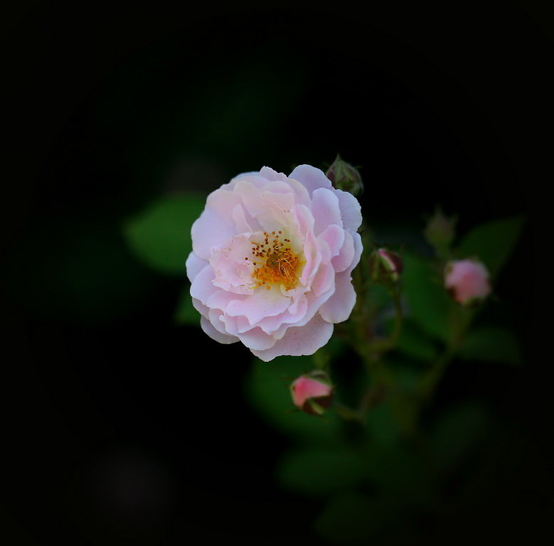 【蔷薇花摄影图片】生态摄影_太平洋电脑网摄影部落