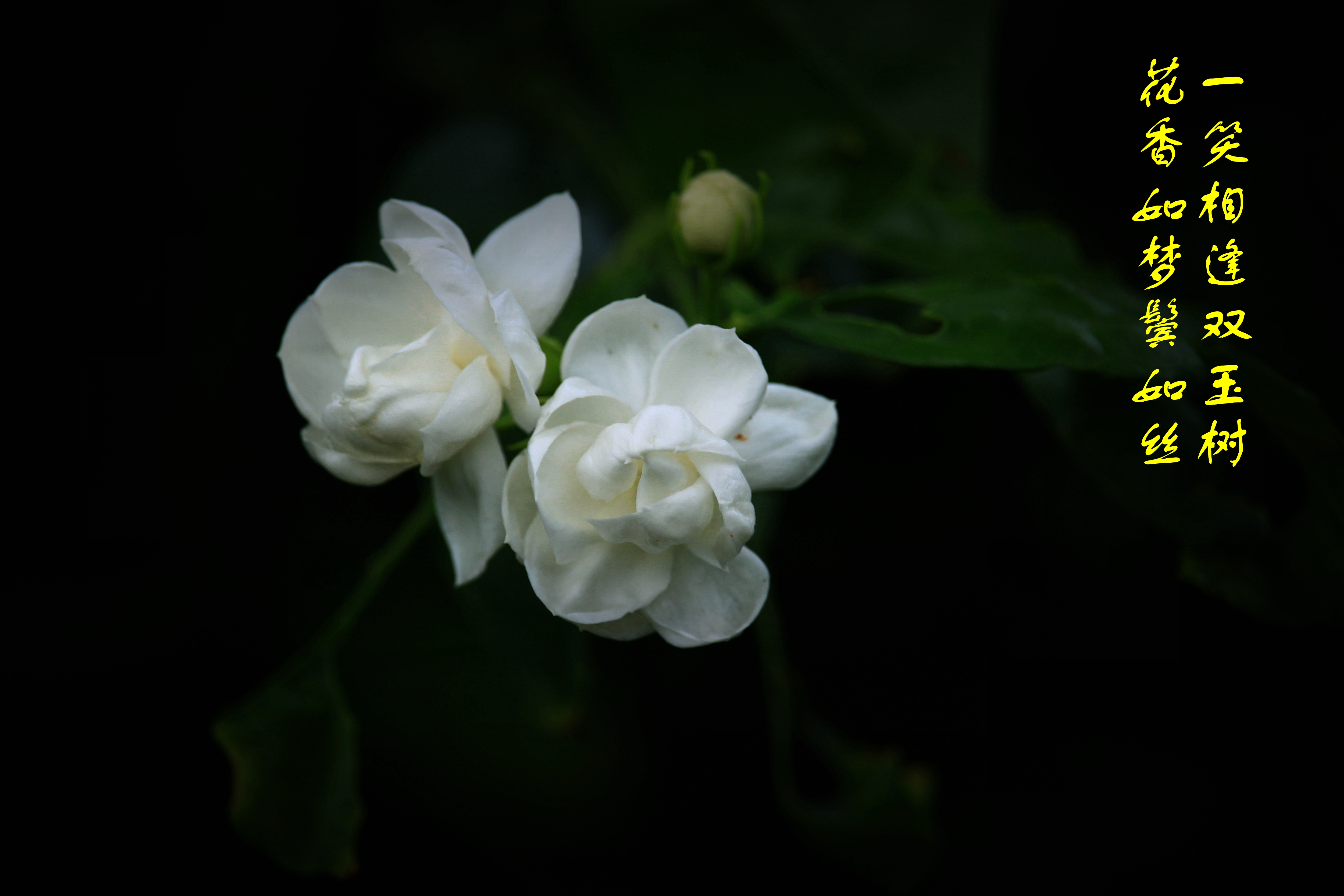 好一朵美丽的茉莉花