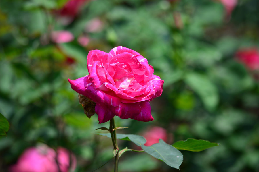 上海复兴公园拍月季花