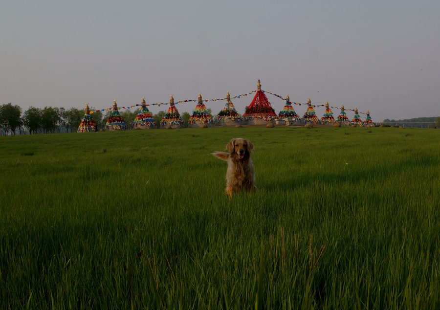 草场上的金毛犬