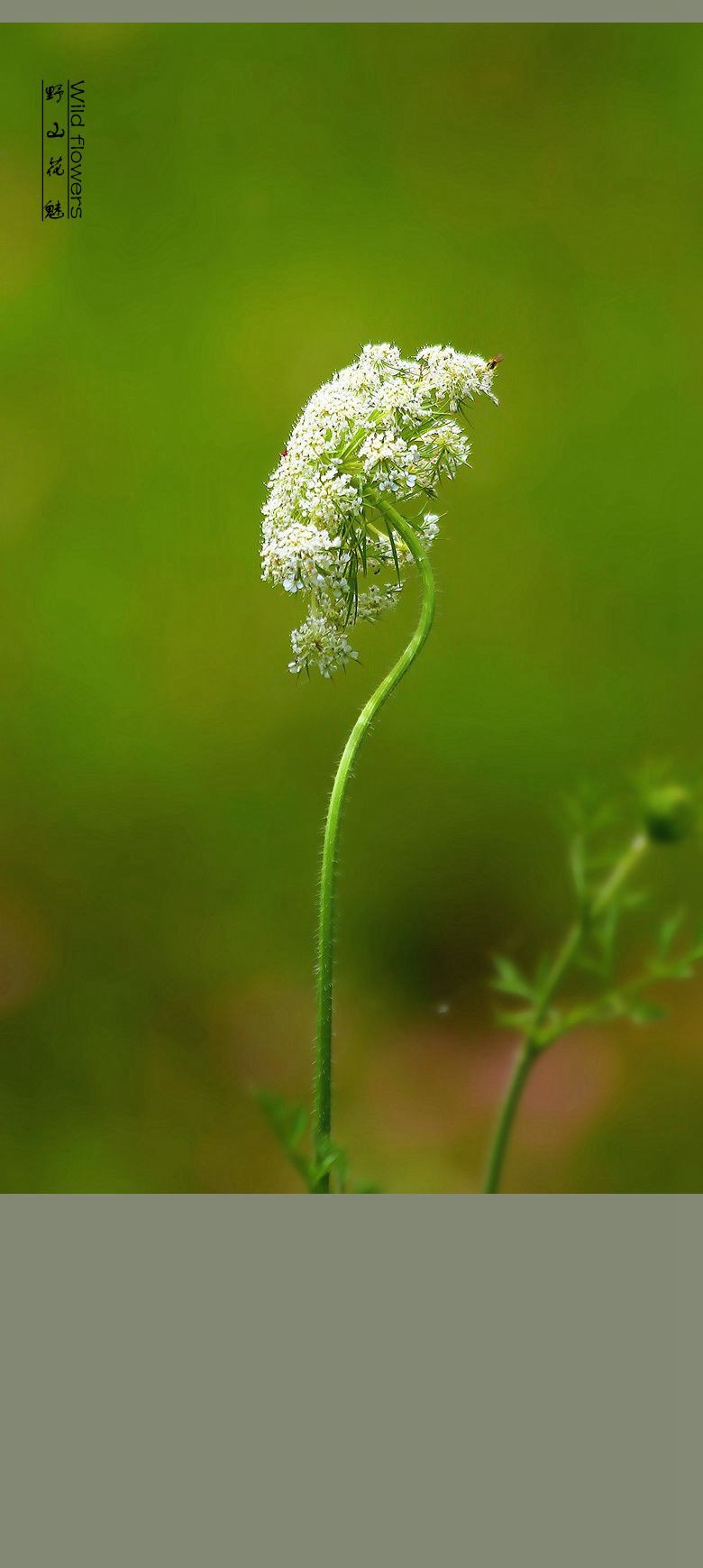 野胡萝卜花