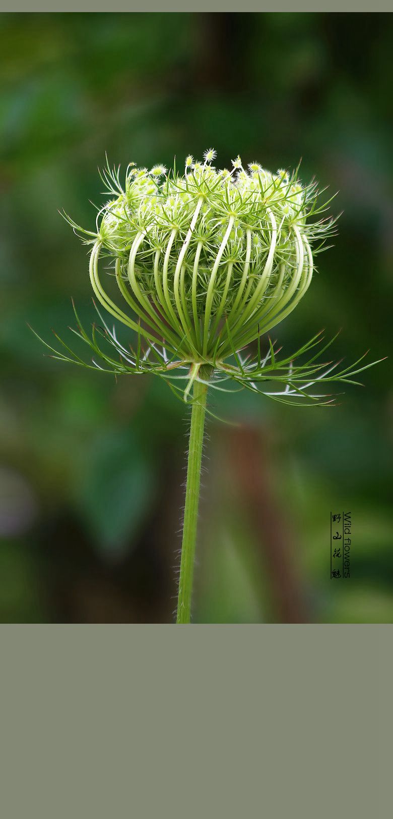 野胡萝卜花