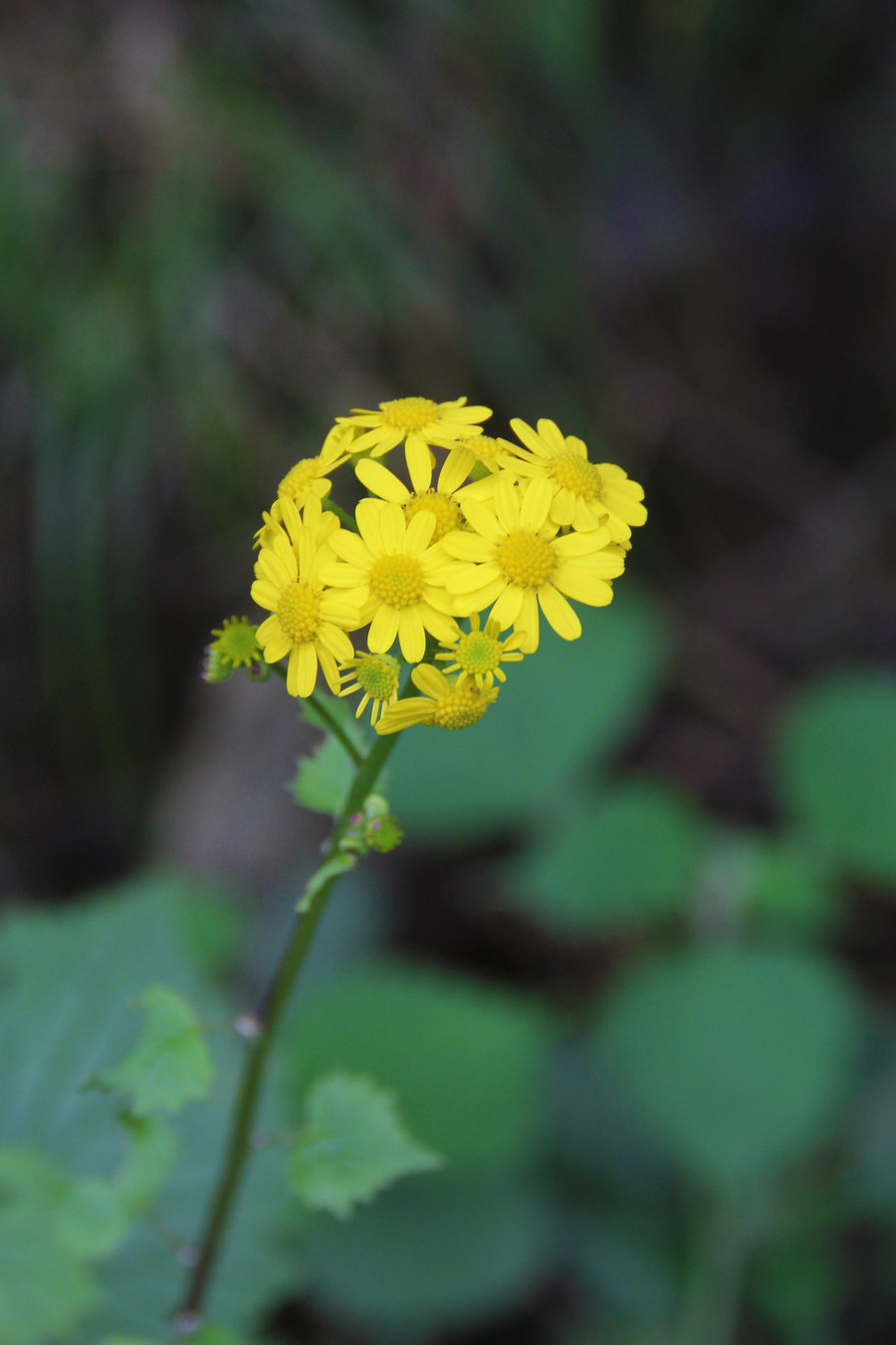 野菊花