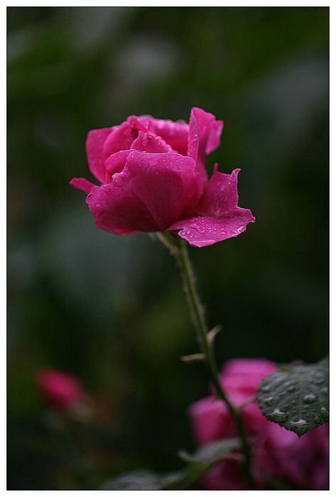 雨中月季