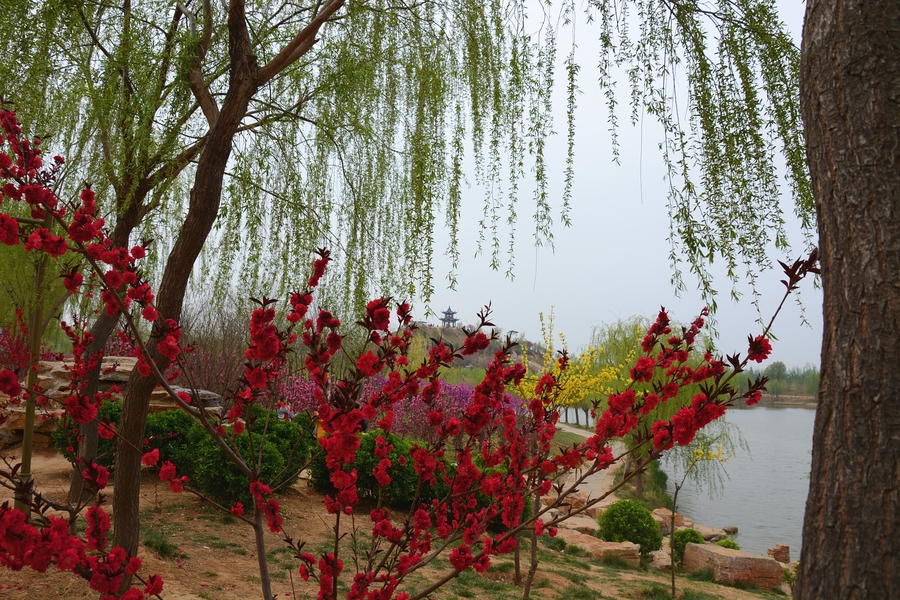 花开朵朵鲜艳艳,景色迷人初春天