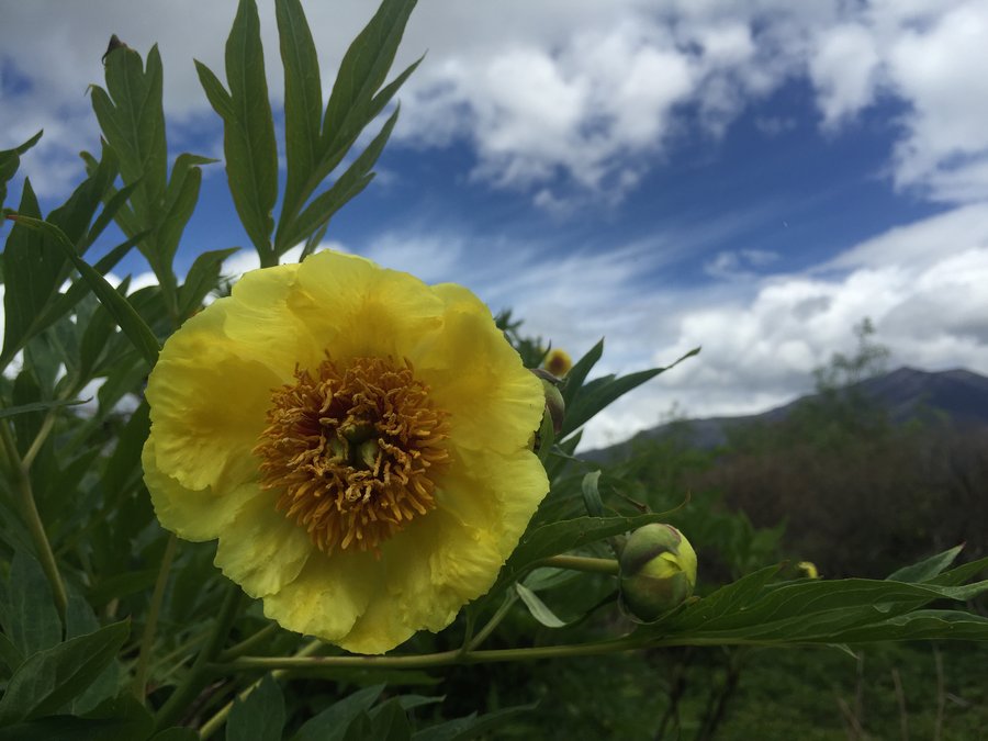 【牡丹季如何拍出最美的大花黄牡丹?摄影图片