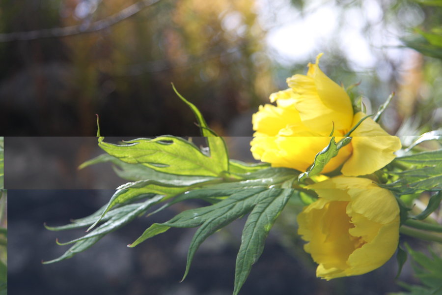 【牡丹季如何拍出最美的大花黄牡丹?摄影图片