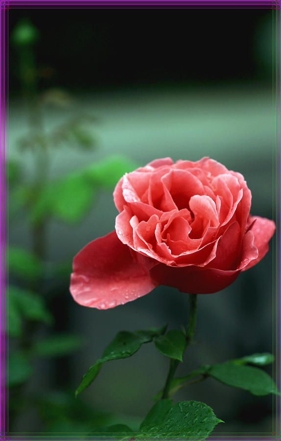 月季花