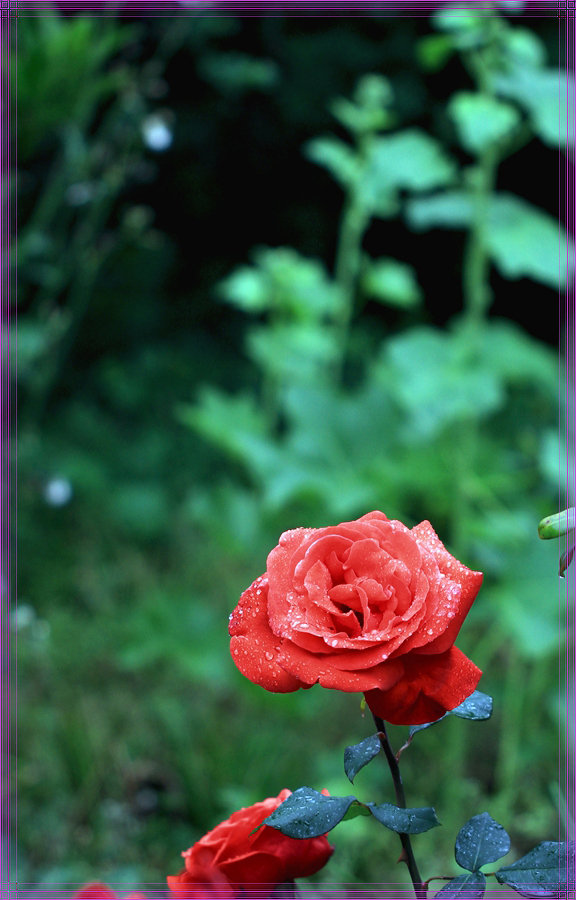 月季花