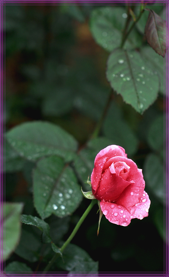 月季花