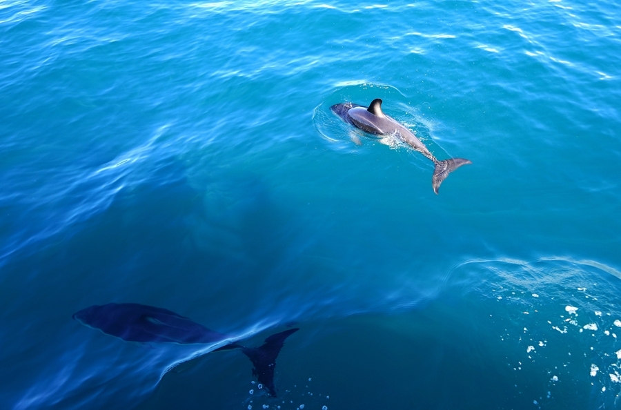 追寻海豚和座头鲸