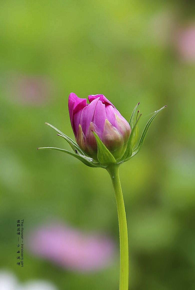 波斯花