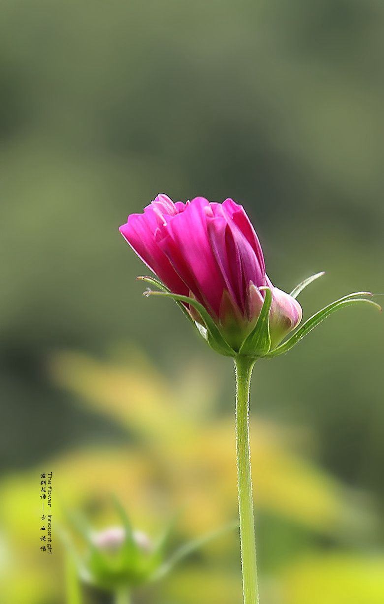 波斯花