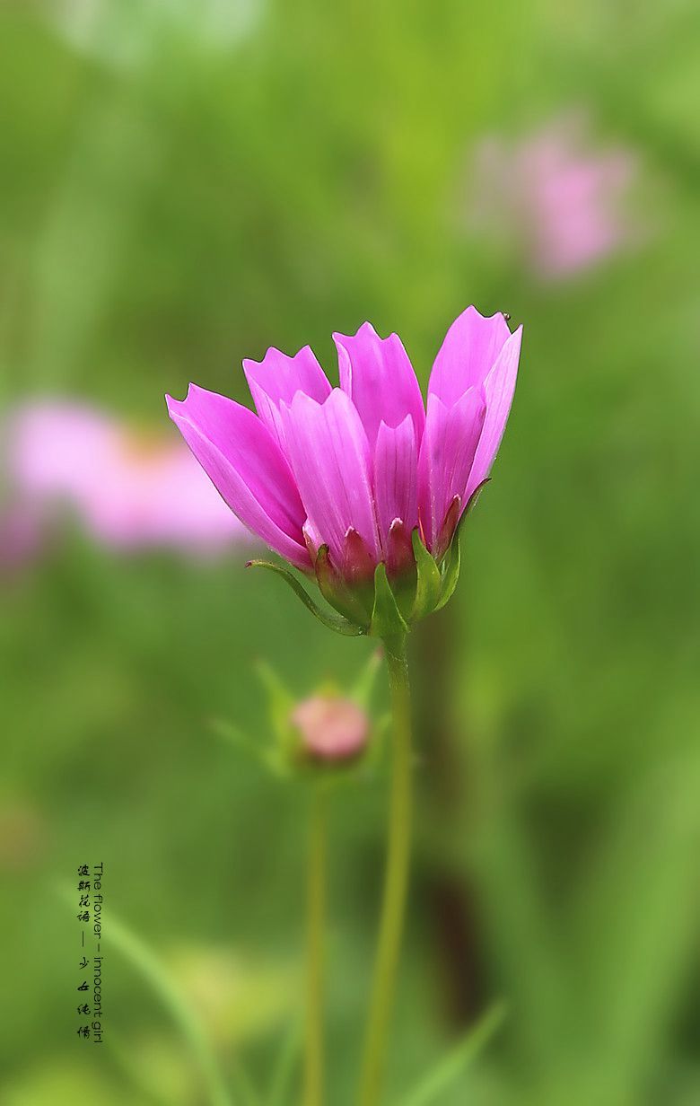 波斯花