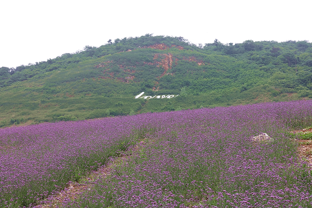 十里长山花海