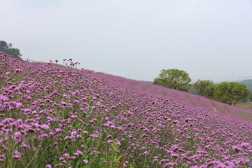 十里长山花海