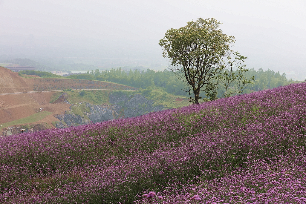 十里长山花海