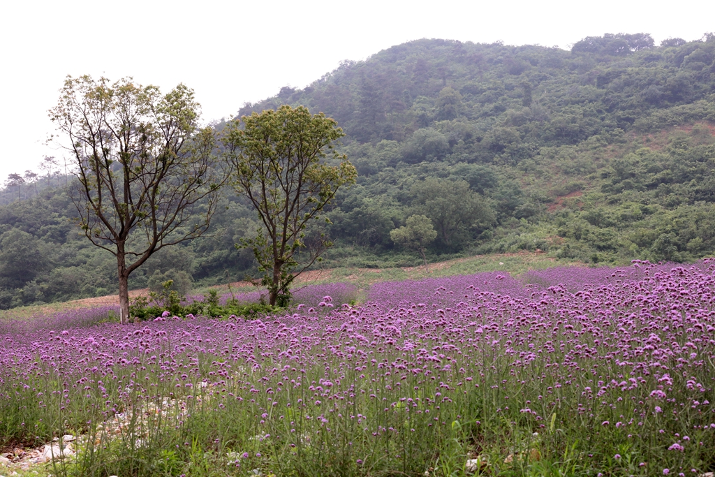 十里长山花海