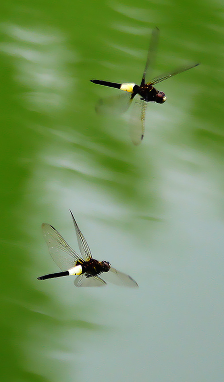 玉带蜻蜓