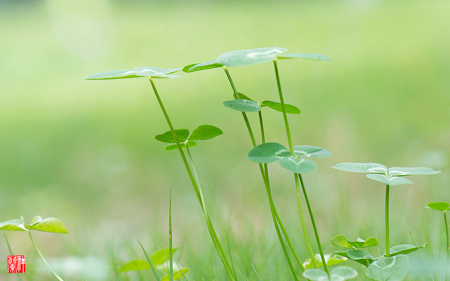 小草(微距)