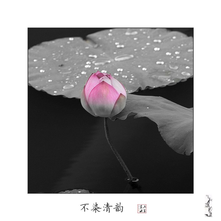 素简若荷