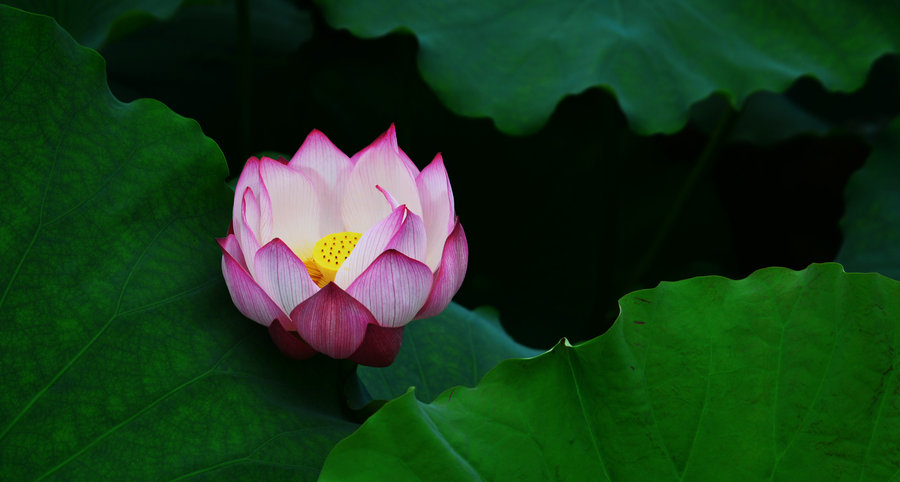 拈花一笑 纤尘不染