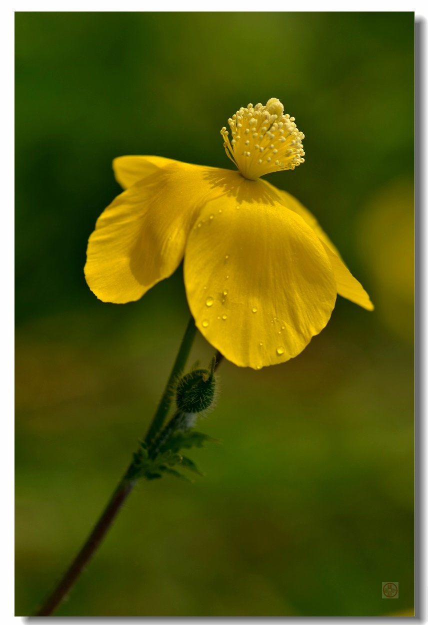 明日黄花——秃疮花 (3)