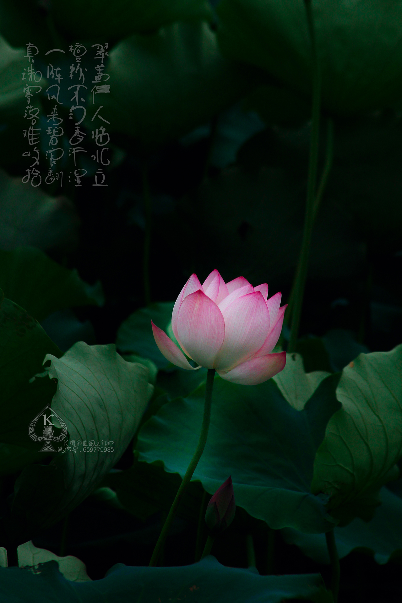 六月花神荷花