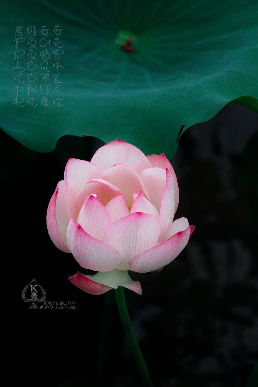 六月花神-荷花