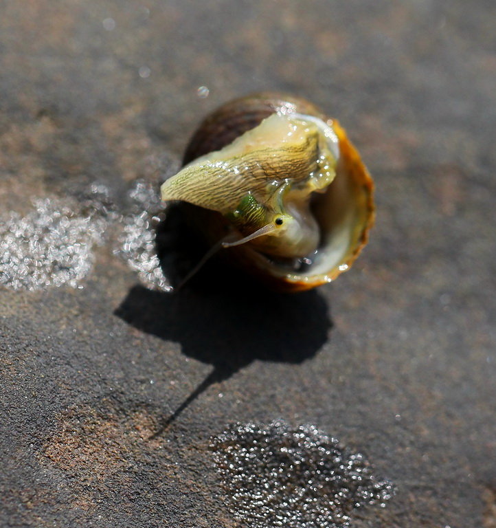 海蜗牛