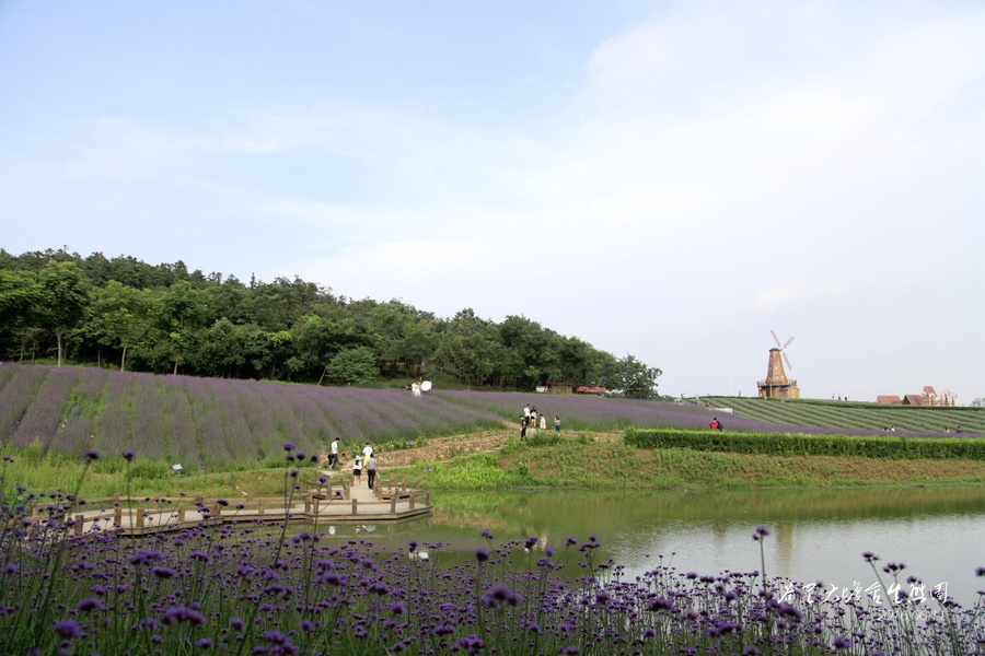 谷里大塘金生态园 (共p)