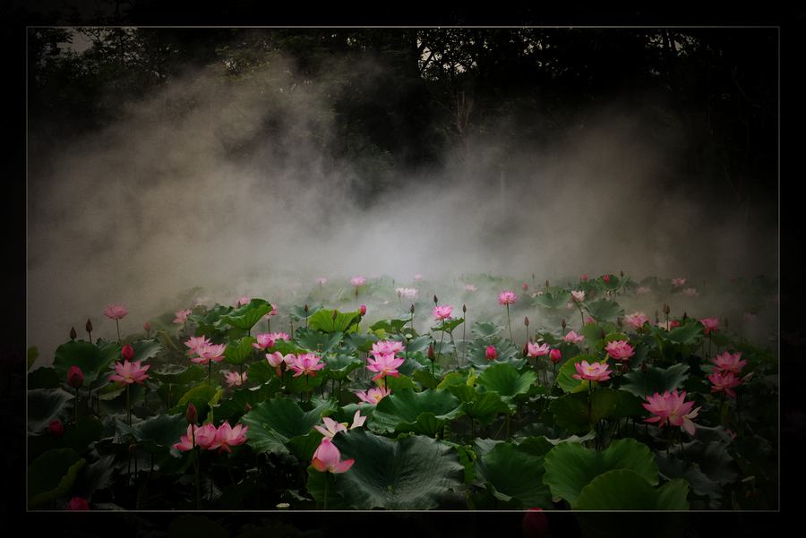 雾里看花