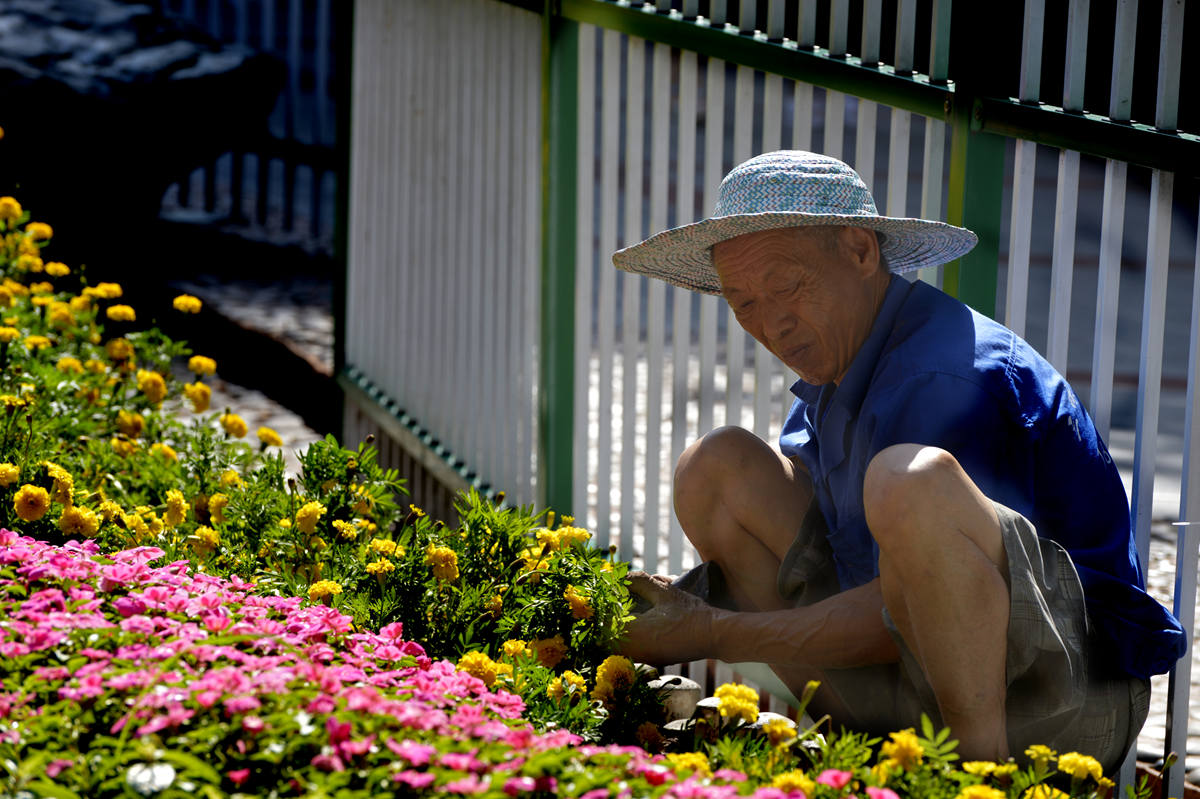 夏日都市花工