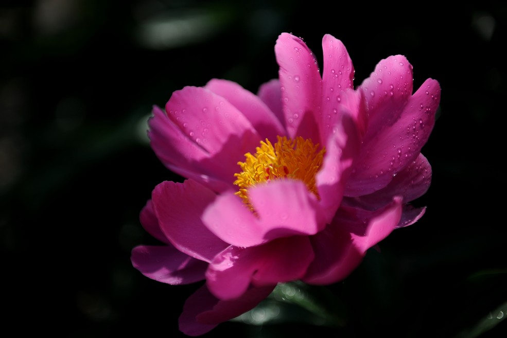 几张花花草草