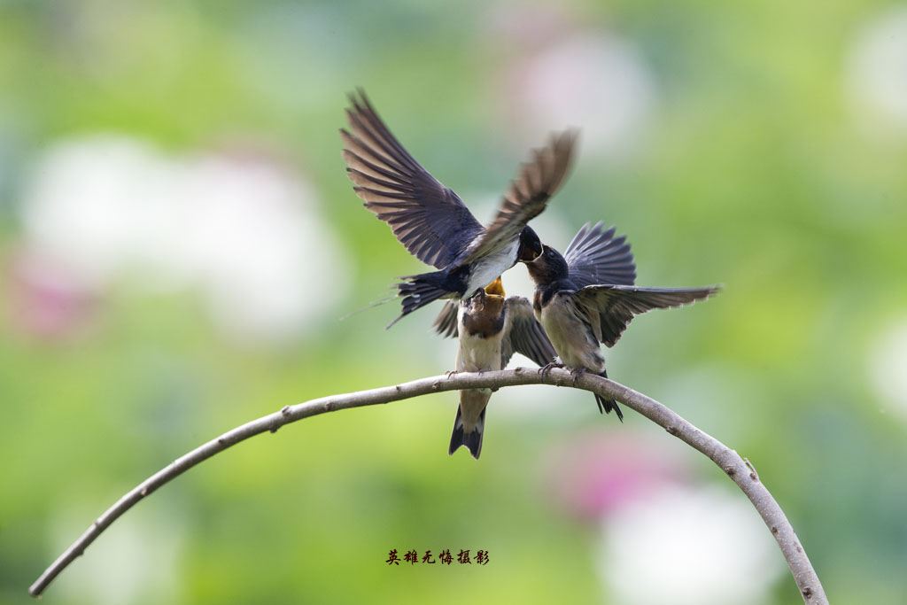 燕子喂食