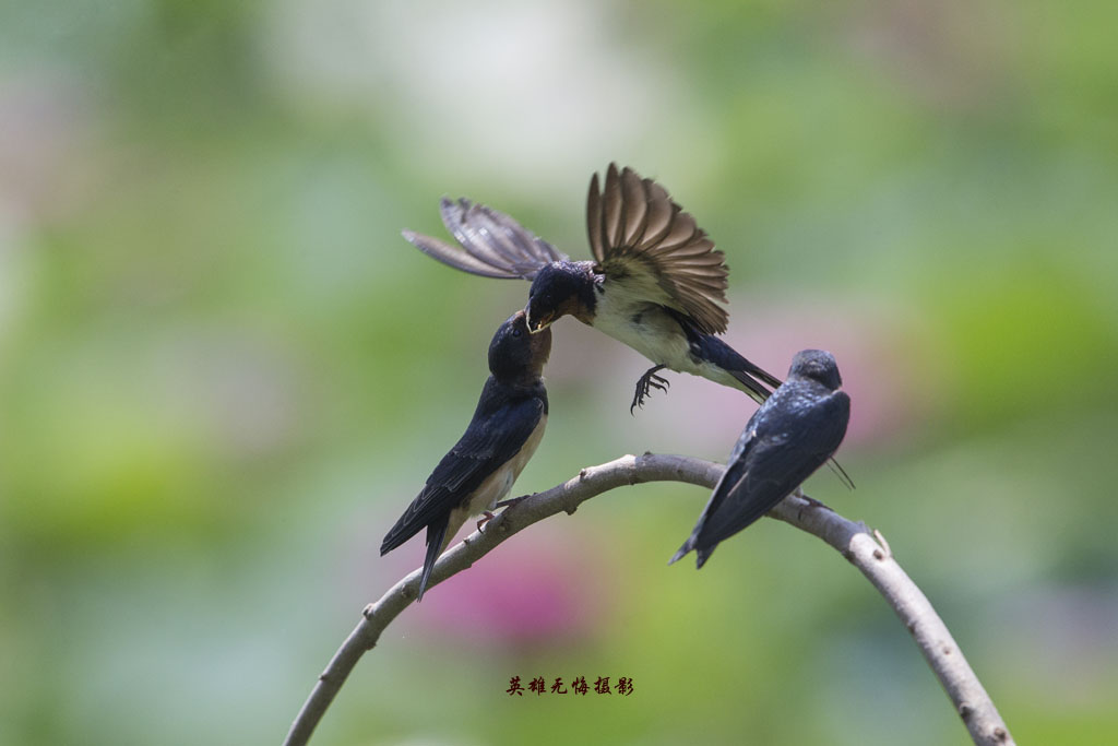 燕子喂食