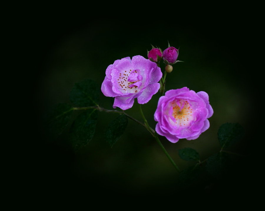 【蔷薇花摄影图片】生态摄影_太平洋电脑网摄影部落