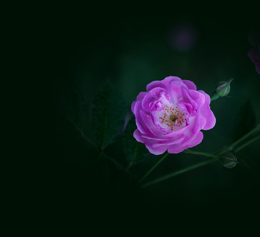 【蔷薇花摄影图片】生态摄影_太平洋电脑网摄影部落