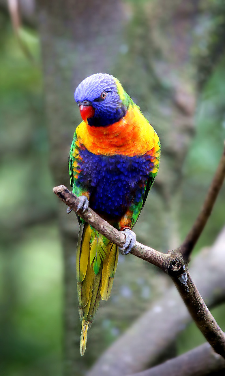 热带雨林中的彩虹鹦鹉