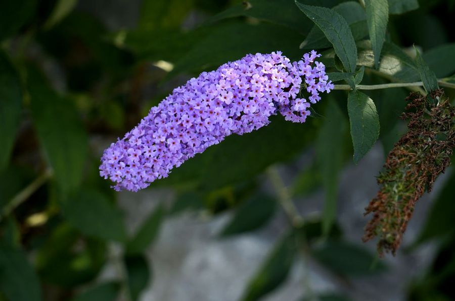 醉鱼草花(3)