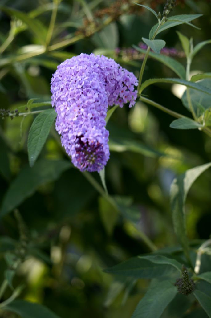 醉鱼草花(3)