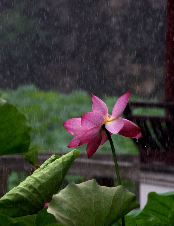 雨中拍莲花