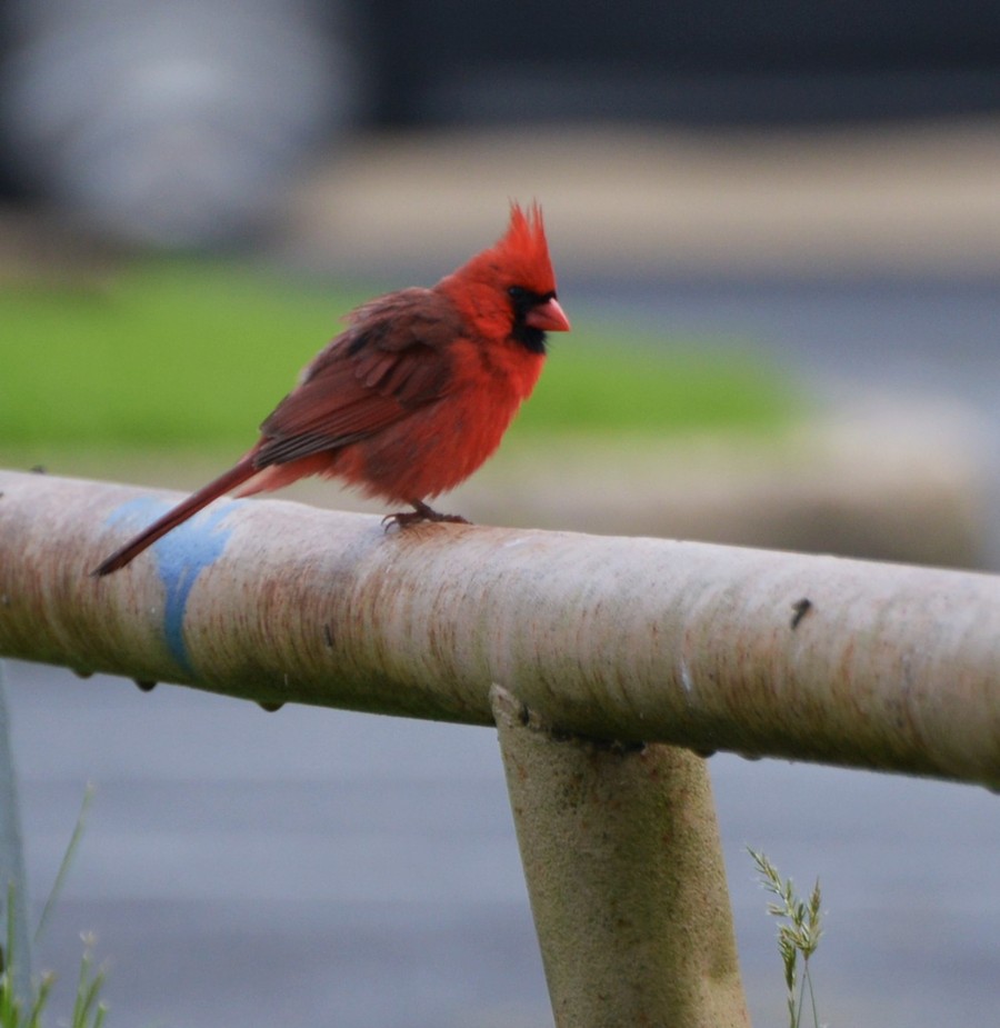 【北美拍鸟--北美红雀(也叫红衣主教)摄影图片