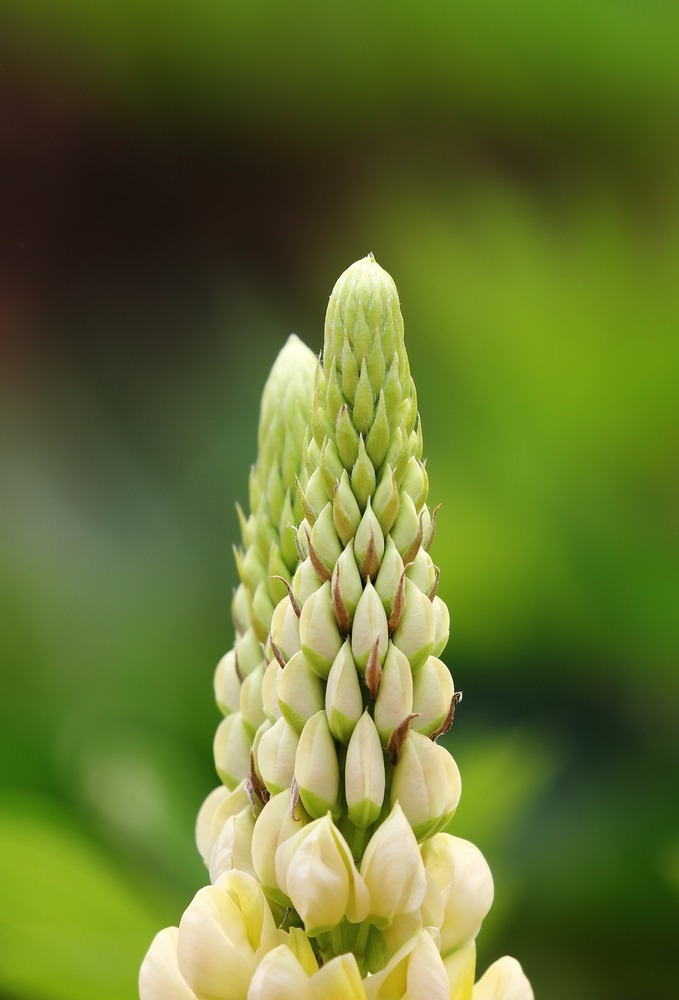 宝塔花(以形取名)