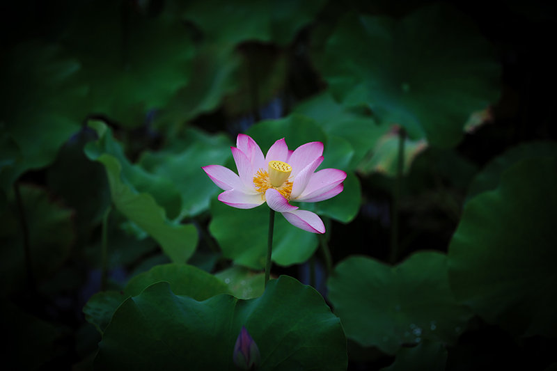 【藕花深处摄影图片】生态摄影