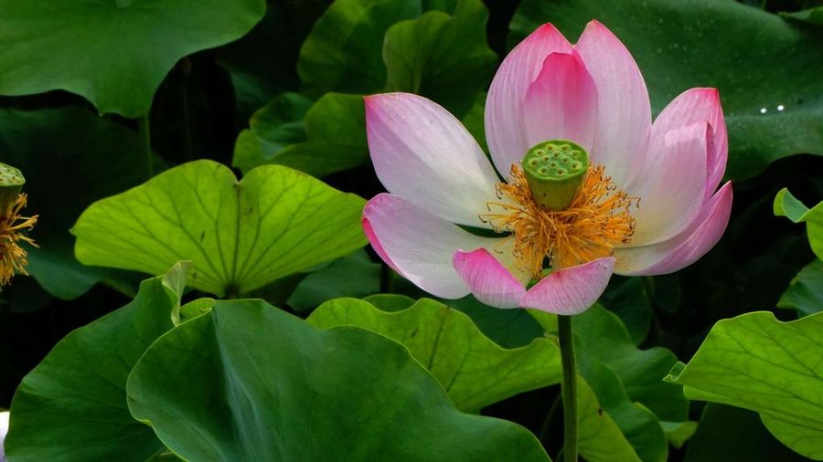 夏日的水生植物园 (共p)
